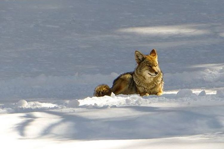 Koyote, satwa sejenis srigala yang ada di Taman Nasional Yosemite, California, AS.