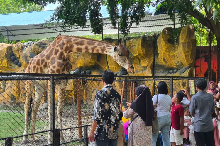 Dugaan Korupsi Kebun Binatang Surabaya Rp 10,2 Miliar, KBS Pastikan Operasional dan Satwa Aman