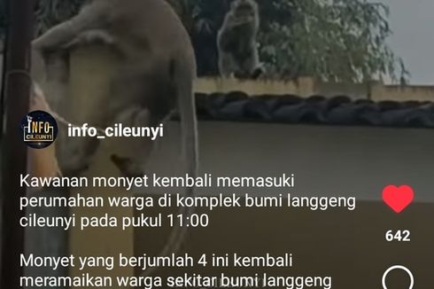Kawanan Monyet Turun ke Pemukiman Cileunyi Bandung dan Ambil Makanan, Warga Kaget