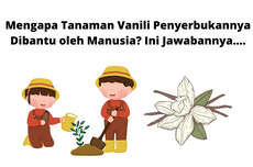 Mengapa Tanaman Vanili Penyerbukannya Dibantu oleh Manusia? Ini Jawabannya....