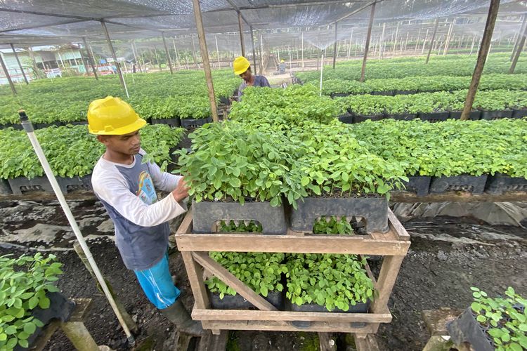 Pembibitan pohon gamal PT Biomasa Jaya Abadi di Gorontalo