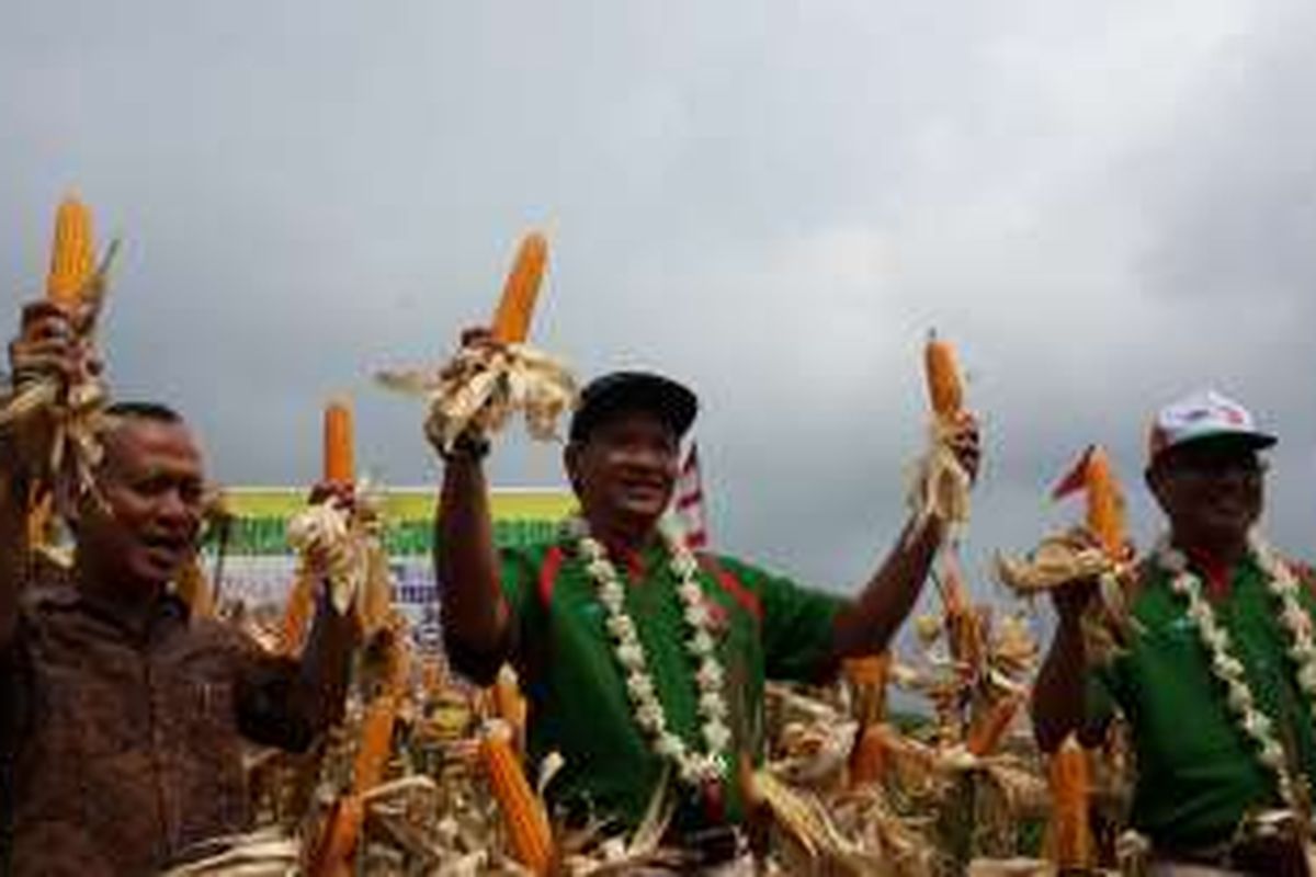 Kasubdit Jagung pada Kementerian Pertanian, Bambang Sugiharto (kiri) bersama Bupati Pasuruan, Irsyad Yusuf (tengah) saat panen raya jagung hibrida di Desa Banjarimbo, Kecamatan Lumbang, Kabupaten Pasuruan, Jawa Timur, Selasa (29/3/2016)