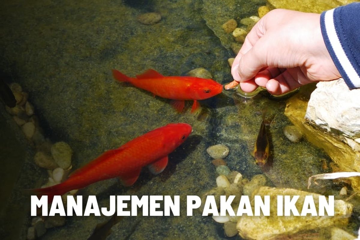 Kapan Ikan Harus diberi Makan? 
