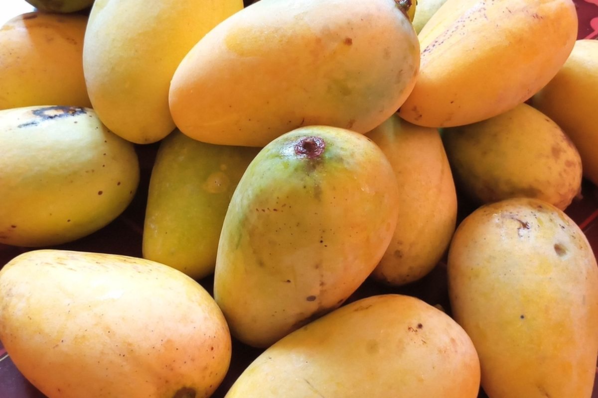 Ilustrasi mangga madu atau mangga Chokanan. Varietas mangga unggul asal Thailand ini sudah banyak dibudidayakan di Indonesia. 