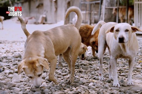 The Dog Copyrights, Upaya Menyelamatkan Anjing Telantar di Indonesia