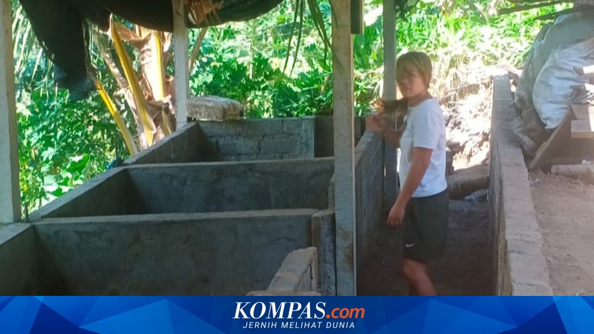 Puluhan Babi Mati Mendadak di Buleleng Bali, Peternak Resah