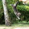 Aksi Penyelamatan Kucing yang Terjebak 4 Hari di Pohon Setinggi 50 Kaki