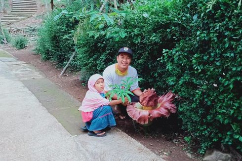 Bunga Bangkai Suweg Mekar Dekat Pemakaman di Salatiga