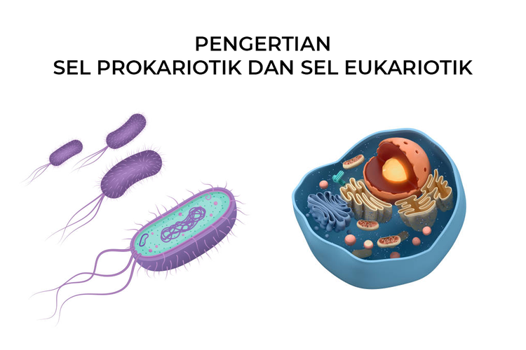 Penngertian sel prokariotin dan eukariotik.