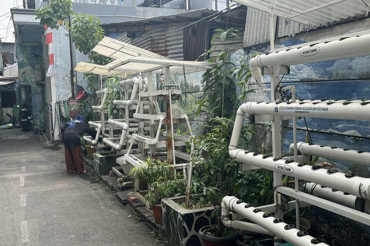 Gang Sempit Disulap Jadi Kebun, Warga Jakbar Raup Cuan dari Hidroponik
