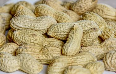 Ilustrasi kacang tanah, bolehkah penderita asam urat makan kacang?