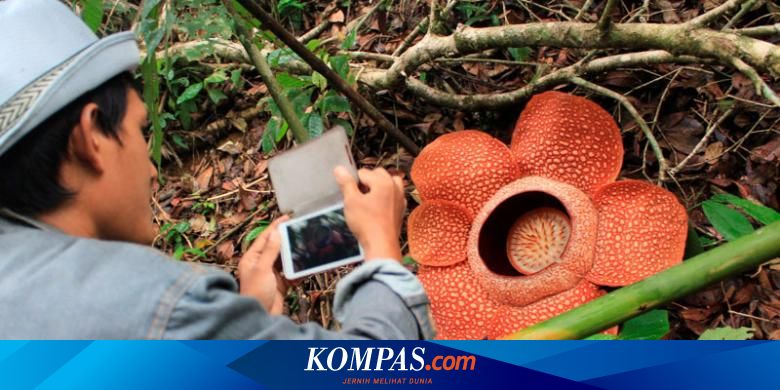 Melihat Tumbuhan Langka Bengkulu Tempatnya