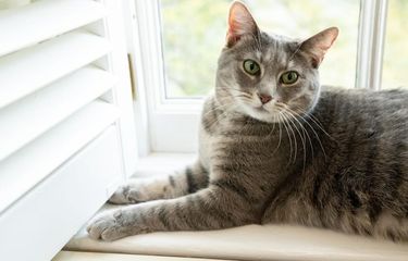 Kucing Willow milik Presiden Joe Biden yang tinggal di Gedung Putih.