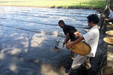 Memulayadu, Tradisi Petani Bone Bolango Menebar Benih Padi di Sawah