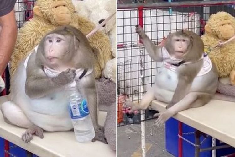 Godzilla, seekor monyet jenis makaka yang diikat di sebuah toko di Distrik Min Buri, Bangkok, Thailand. Monyet ini disebut mencapai bobot hingga 20 kilogram karena sering mendapat makanan cepat saji (junk food) dari pengunjung.
