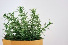 Cara Menanam Rosemary dari Biji dengan Media Pot