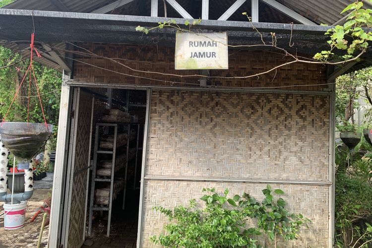 Jamur tiram punya ruang sendiri di Agroeduwisata Ragunan. Tempat budi daya jamur pangan ini terletak di antara pepohonan buah. Berbanding terbalik dengan rumah kaca tanaman hidroponik, jamur tiram justru tumbuh di rumah jamur berdinding anyaman bambu (kumbung).