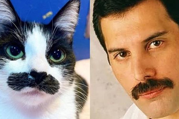 Kucing mirip Freddie Mercury.