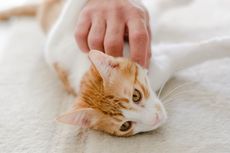 8 Tips untuk Membuat Kucing Menyukaimu