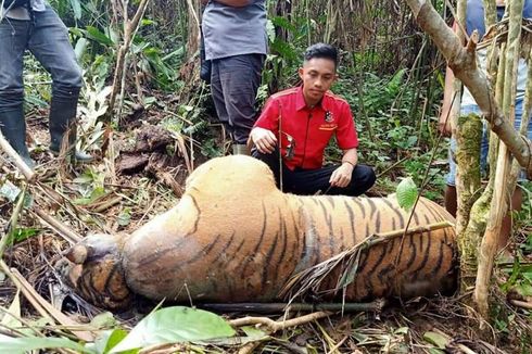 Harimau Sumatera Ditemukan Tewas Terjerat Kawat di Bengkulu