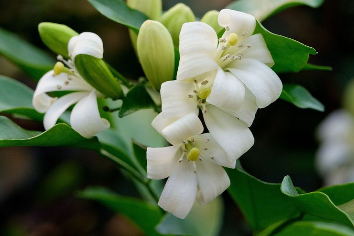 Ilustrasi bunga melati