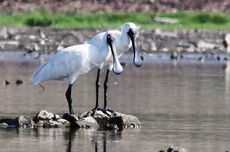 Keanekaragaman Hayati Indonesia: OR-IPH BRIN Terus Berupaya Ungkap dan Manfaatkan Biodiversity