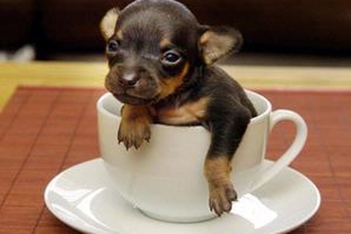 Tom Thumb diletakkan di dalam sebuah cangkir kopi