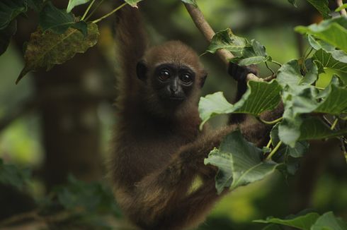 Mengenal Owa Ungko, Primata Endemik Indonesia yang Setia pada Satu Pasangan