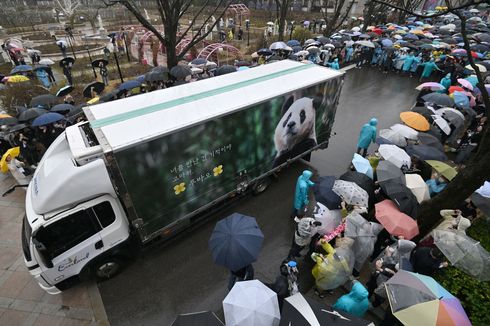 6.000 Warga Korsel Beri Perpisahan untuk Fu Bao, Panda yang Pulang ke China