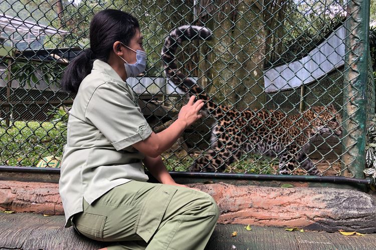 Sri Swarmi dan Mugi, macan tutul Jawa yang dibuang induknya di Taman Safari Indonesia, Bogor, Jawa Barat.