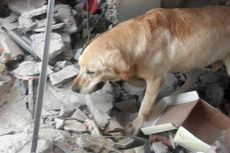 Kena Masalah Pernapasan Akut, Anjing Pencari Korban Gempa Ekuador Tewas