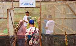 Sekolah di NTT Tanam Semangka, Produktif Hasilkan Puluhan Juta