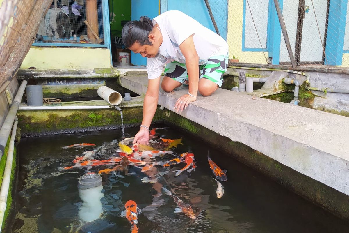 Ikan Koi yang dijual Untung di Pasar Ikan Kali Mawar, Kota Batu