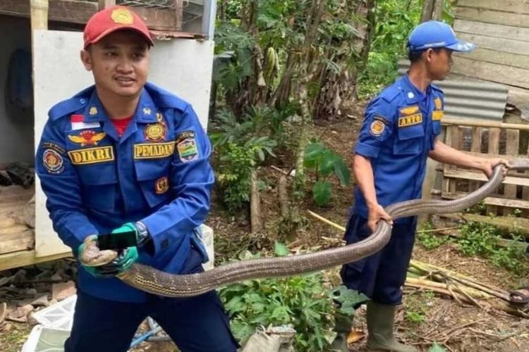 Personel Damkar Ciamis saat mengevakuasi ular King Cobra.