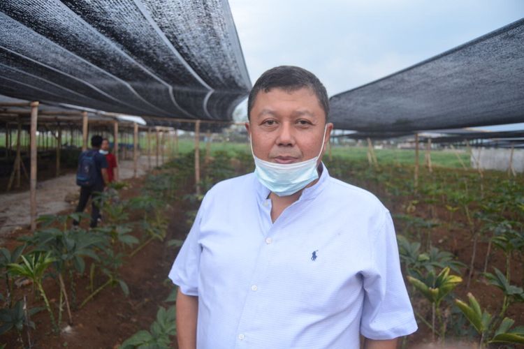 Edy Effendi, owner Porang Sumatera Boy mengatakan, ada 13 negara yang menunggu produksi porang. Sumut sendiri, kata dia, saat ini ada sekitar 300 hektare lahan penanaman porang. Dikatakannya, dia memilih menanam porang karena porang sudah menjadi kebutuhan internasional. Ekspor sudah porang sudah mennembus Jepang, Korea, China bahkan mulai berkembang ke Eropa, Amerika dan Australia.