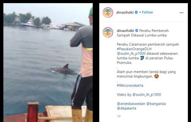 Video Viral Lumba-lumba di Pulau Pramuka, Ahli: Tidak Aneh dan ...