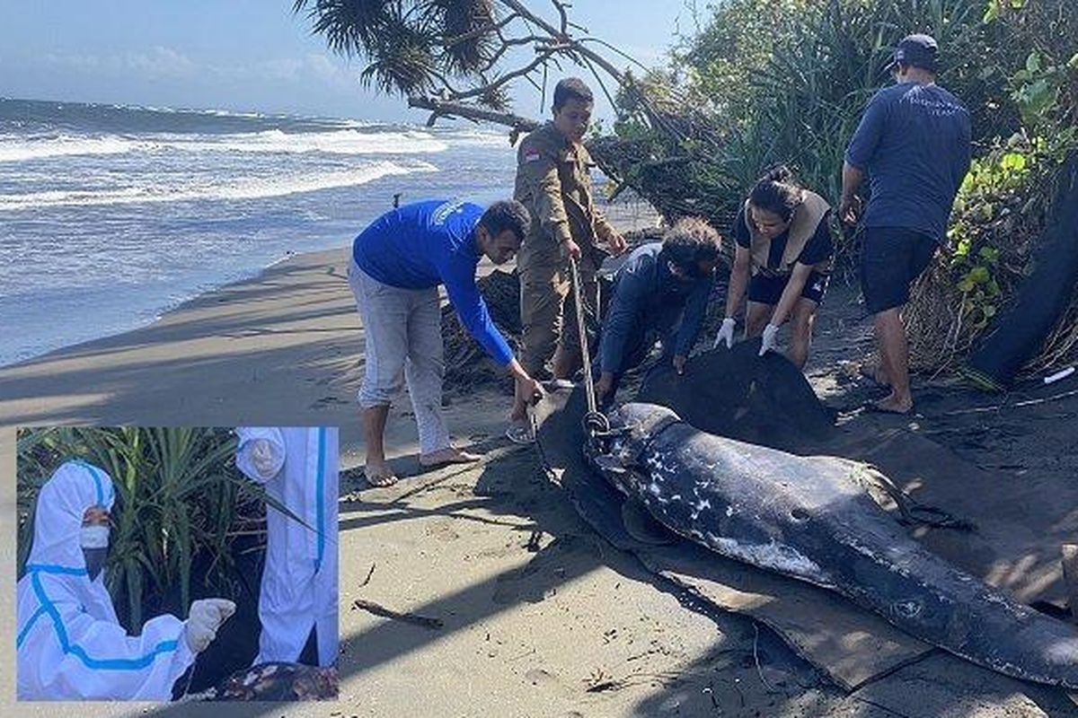 Kail pancing berukuran besar ditemukan di mulut lumba-lumba ditemukan mati di pantai perancak, Jembrana, Bali.