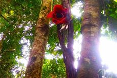 Bunga Rafflesia Mekar Sempurna di Ketinggian 10 Meter di Bengkulu