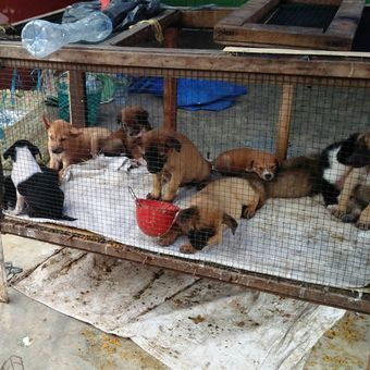 Pedagang anjing di Pasar Pancurbatu, Sumatera Utara