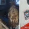 Fakta Ambulans Desa Angkut Kambing, Viral di Medsos, Kades Diperiksa