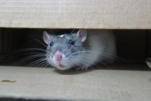 Fakta Tikus Bisa Berimajinasi dan Ingat Lokasi yang Pernah Dikunjungi