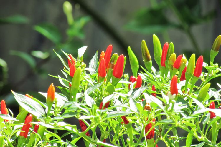 Ilustrasi tanaman cabai rawit. 