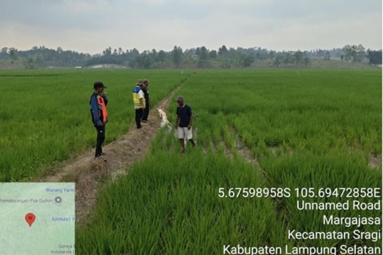 35 Hektar Sawah di Lampung Selatan Kering, Petani Andalkan Pompa Air