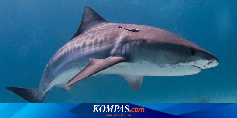 Viral, Unggahan soal Hiu Harimau Disebut Dijual di Aceh, Apakah Legal?