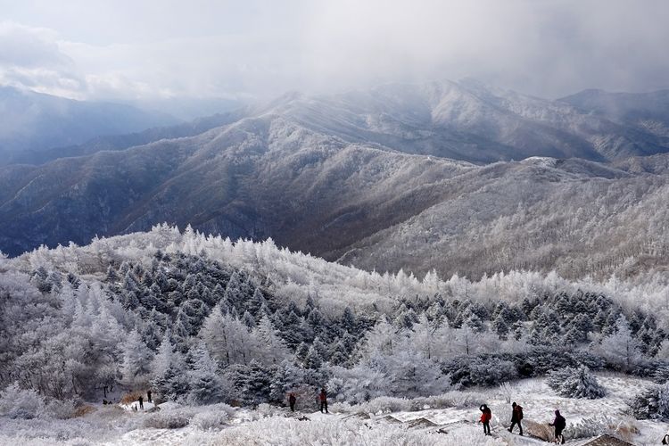 Bunga salju di Gunung Jiri, Korea Selatan DOK. Shutterstock