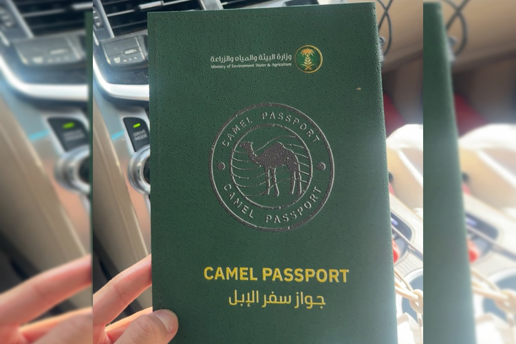 Arab Saudi resmi memperkenalkan sistem ?paspor unta? sebagai bagian dari upaya modernisasi sektor peternakan tradisional.