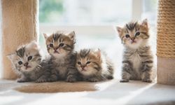 Anak Kucing Jantan Atau Betina? Simak Ini Sebelum Putuskan Pelihara