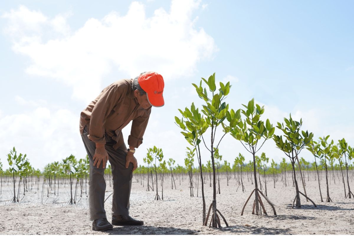 Monitoring Penanaman Mangrove oleh Kepala BRGM, Hartono