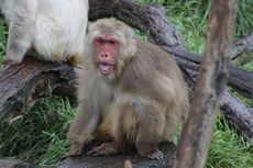Monyet Tertua di Amerika Utara Rayakan Ultah Ke-33