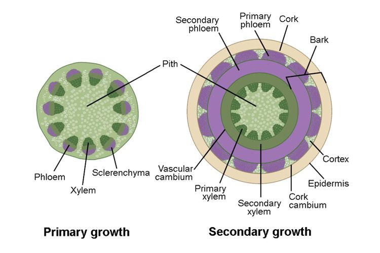 Perbedaan Pertumbuhan Primer Dan Sekunder Pada Tanaman Ilmu Hot Sex